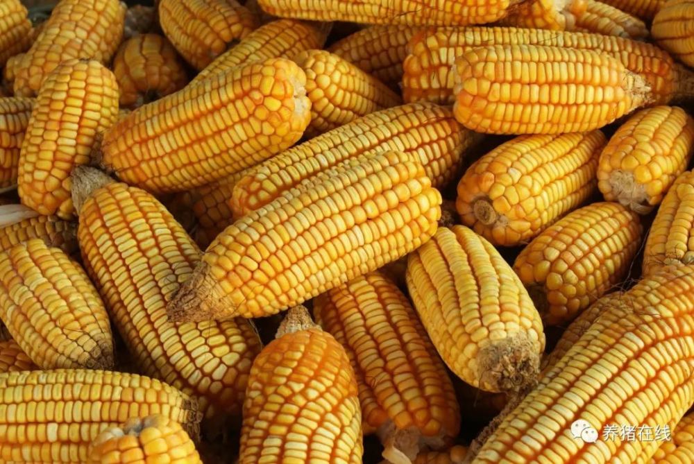 現在玉米的最新價格多少錢一斤