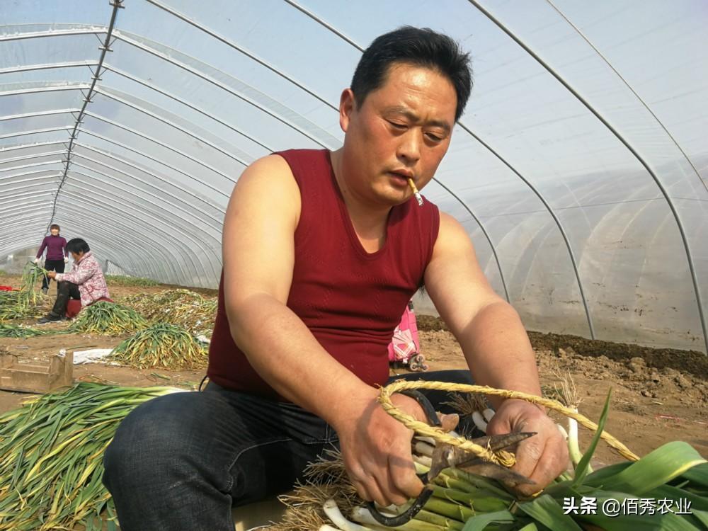 最新蔬菜價格查詢，了解菜價，掌握生活成本